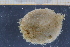  (Brissidae - UMBergen_MBOWA_miwa109)  @13 [ ] CreativeCommons - Attribution Non-Commercial Share-Alike (2013) Unspecified University of Bergen, Natural History Collections