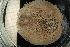  ( - UMBergen_MBOWA_miwa121)  @13 [ ] CreativeCommons - Attribution Non-Commercial Share-Alike (2013) Unspecified University of Bergen, Natural History Collections