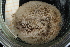  ( - UMBergen_MBOWA_miwa121)  @13 [ ] CreativeCommons - Attribution Non-Commercial Share-Alike (2013) Unspecified University of Bergen, Natural History Collections