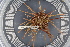  ( - UMBergen_MBOWA_miwa151)  @13 [ ] CreativeCommons - Attribution Non-Commercial Share-Alike (2013) Unspecified University of Bergen, Natural History Collections