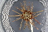  ( - UMBergen_MBOWA_miwa152)  @13 [ ] CreativeCommons - Attribution Non-Commercial Share-Alike (2013) Unspecified University of Bergen, Natural History Collections