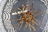  ( - UMBergen_MBOWA_miwa152)  @12 [ ] CreativeCommons - Attribution Non-Commercial Share-Alike (2013) Unspecified University of Bergen, Natural History Collections