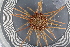  ( - UMBergen_MBOWA_miwa153)  @13 [ ] CreativeCommons - Attribution Non-Commercial Share-Alike (2013) Unspecified University of Bergen, Natural History Collections