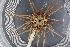  ( - UMBergen_MBOWA_miwa153)  @13 [ ] CreativeCommons - Attribution Non-Commercial Share-Alike (2013) Unspecified University of Bergen, Natural History Collections