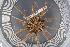  ( - UMBergen_MBOWA_miwa154)  @13 [ ] CreativeCommons - Attribution Non-Commercial Share-Alike (2013) Unspecified University of Bergen, Natural History Collections