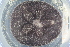  ( - UMBergen_MBOWA_miwa160)  @13 [ ] CreativeCommons - Attribution Non-Commercial Share-Alike (2013) Unspecified University of Bergen, Natural History Collections