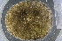  (Clypeasterinae - UMBergen_MBOWA_miwa163)  @13 [ ] CreativeCommons - Attribution Non-Commercial Share-Alike (2013) Unspecified University of Bergen, Natural History Collections