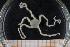  (Amphiura chiajei - UMBergen_MBOWA_ophiu37)  @14 [ ] CreativeCommons - Attribution Non-Commercial Share-Alike (2013) Natural History Collections, University of Bergen University of Bergen, Natural History Collections