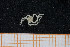  ( - UMBergen_MBOWA_ophiu40)  @13 [ ] CreativeCommons - Attribution Non-Commercial Share-Alike (2013) Natural History Collections, University of Bergen University of Bergen, Natural History Collections
