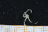  ( - UMBergen_MBOWA_ophiu41)  @13 [ ] CreativeCommons - Attribution Non-Commercial Share-Alike (2013) Natural History Collections, University of Bergen University of Bergen, Natural History Collections