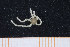  ( - UMBergen_MBOWA_ophiu46)  @13 [ ] CreativeCommons - Attribution Non-Commercial Share-Alike (2013) Natural History Collections, University of Bergen University of Bergen, Natural History Collections