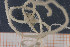  (Ophiophragmus - UMBergen_MBOWA_ophiu53)  @14 [ ] CreativeCommons - Attribution Non-Commercial Share-Alike (2013) Natural History Collections, University of Bergen University of Bergen, Natural History Collections