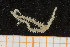  ( - UMBergen_MBOWA_ophiu80)  @11 [ ] CreativeCommons - Attribution Non-Commercial Share-Alike (2013) Natural History Collections, University of Bergen University of Bergen, Natural History Collections
