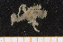  ( - UMBergen_MBOWA_ophiu83)  @12 [ ] CreativeCommons - Attribution Non-Commercial Share-Alike (2013) Natural History Collections, University of Bergen University of Bergen, Natural History Collections