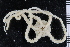 ( - ZMBN_84646)  @14 [ ] CreativeCommons - Attribution Non-Commercial Share-Alike (2014) University of Bergen University of Bergen, Natural History Collections