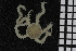  ( - ZMBN_84656)  @11 [ ] CreativeCommons - Attribution Non-Commercial Share-Alike (2014) University of Bergen University of Bergen, Natural History Collections