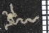  ( - ZMBN_84672)  @11 [ ] CreativeCommons - Attribution Non-Commercial Share-Alike (2014) University of Bergen University of Bergen, Natural History Collections