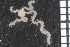  ( - ZMBN_84672)  @11 [ ] CreativeCommons - Attribution Non-Commercial Share-Alike (2014) University of Bergen University of Bergen, Natural History Collections