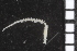  ( - ZMBN_84676)  @11 [ ] CreativeCommons - Attribution Non-Commercial Share-Alike (2014) University of Bergen University of Bergen, Natural History Collections