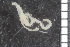  ( - ZMBN_84677)  @11 [ ] CreativeCommons - Attribution Non-Commercial Share-Alike (2014) University of Bergen University of Bergen, Natural History Collections