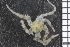  ( - ZMBN_84696)  @12 [ ] CreativeCommons - Attribution Non-Commercial Share-Alike (2014) University of Bergen University of Bergen, Natural History Collections