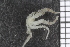  ( - ZMBN_84696)  @12 [ ] CreativeCommons - Attribution Non-Commercial Share-Alike (2014) University of Bergen University of Bergen, Natural History Collections