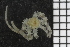  ( - ZMBN_84697)  @11 [ ] CreativeCommons - Attribution Non-Commercial Share-Alike (2014) University of Bergen University of Bergen, Natural History Collections