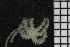  ( - ZMBN_84697)  @11 [ ] CreativeCommons - Attribution Non-Commercial Share-Alike (2014) University of Bergen University of Bergen, Natural History Collections