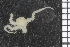 ( - ZMBN_84699)  @11 [ ] CreativeCommons - Attribution Non-Commercial Share-Alike (2014) University of Bergen University of Bergen, Natural History Collections