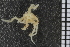  ( - ZMBN_84700)  @11 [ ] CreativeCommons - Attribution Non-Commercial Share-Alike (2014) University of Bergen University of Bergen, Natural History Collections