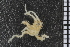  ( - ZMBN_84700)  @11 [ ] CreativeCommons - Attribution Non-Commercial Share-Alike (2014) University of Bergen University of Bergen, Natural History Collections