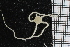  ( - ZMBN_84701)  @13 [ ] CreativeCommons - Attribution Non-Commercial Share-Alike (2014) University of Bergen University of Bergen, Natural History Collections