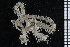  ( - ZMBN_84706)  @11 [ ] CreativeCommons - Attribution Non-Commercial Share-Alike (2014) University of Bergen University of Bergen, Natural History Collections