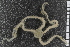  ( - ZMBN_85651)  @12 [ ] CreativeCommons - Attribution Non-Commercial Share-Alike (2014) University of Bergen University of Bergen, Natural History Collections