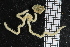  ( - ZMBN_85693)  @12 [ ] CreativeCommons - Attribution Non-Commercial Share-Alike (2014) University of Bergen University of Bergen, Natural History Collections