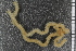  ( - ZMBN_86665)  @11 [ ] CreativeCommons - Attribution Non-Commercial Share-Alike (2014) University of Bergen University of Bergen, Natural History Collections