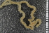  ( - ZMBN_86665)  @11 [ ] CreativeCommons - Attribution Non-Commercial Share-Alike (2014) University of Bergen University of Bergen, Natural History Collections
