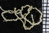  ( - ZMBN_86674)  @12 [ ] CreativeCommons - Attribution Non-Commercial Share-Alike (2014) University of Bergen University of Bergen, Natural History Collections