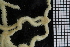  ( - ZMBN_86674)  @12 [ ] CreativeCommons - Attribution Non-Commercial Share-Alike (2014) University of Bergen University of Bergen, Natural History Collections