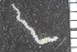  ( - ZMBN_86811)  @11 [ ] CreativeCommons - Attribution Non-Commercial Share-Alike (2014) University of Bergen University of Bergen, Natural History Collections