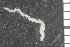  ( - ZMBN_86811)  @11 [ ] CreativeCommons - Attribution Non-Commercial Share-Alike (2014) University of Bergen University of Bergen, Natural History Collections