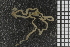  ( - ZMBN_86813)  @12 [ ] CreativeCommons - Attribution Non-Commercial Share-Alike (2014) University of Bergen University of Bergen, Natural History Collections