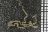  (Amphiura ungulata - ZMBN_86813)  @12 [ ] CreativeCommons - Attribution Non-Commercial Share-Alike (2014) University of Bergen University of Bergen, Natural History Collections