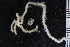  ( - ZMBN_86818)  @11 [ ] CreativeCommons - Attribution Non-Commercial Share-Alike (2014) University of Bergen University of Bergen, Natural History Collections