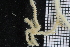  ( - ZMBN_86818)  @11 [ ] CreativeCommons - Attribution Non-Commercial Share-Alike (2014) University of Bergen University of Bergen, Natural History Collections