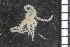  ( - ZMBN_86820)  @11 [ ] CreativeCommons - Attribution Non-Commercial Share-Alike (2014) University of Bergen University of Bergen, Natural History Collections