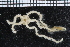  (Amphioplus congensis - ZMBN_99168)  @12 [ ] CreativeCommons - Attribution Non-Commercial Share-Alike (2014) University of Bergen University of Bergen, Natural History Collections