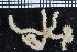  (Amphioplus occidentalis - ZMBN_99169)  @11 [ ] CreativeCommons - Attribution Non-Commercial Share-Alike (2014) University of Bergen University of Bergen, Natural History Collections