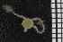  ( - ZMBN_99182)  @11 [ ] CreativeCommons - Attribution Non-Commercial Share-Alike (2014) University of Bergen University of Bergen, Natural History Collections