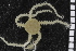  ( - ZMBN_99185)  @12 [ ] CreativeCommons - Attribution Non-Commercial Share-Alike (2014) University of Bergen University of Bergen, Natural History Collections